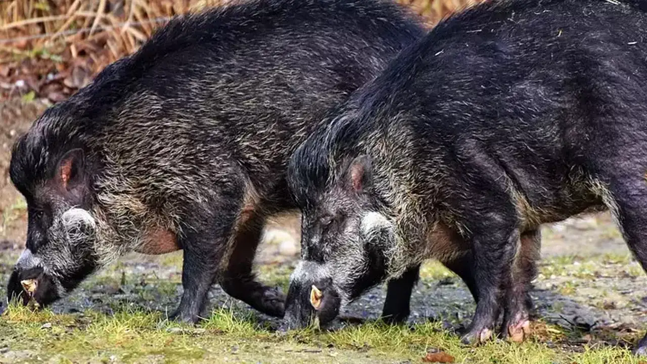 ruyada-domuz-gormek-ne-anlama-gelir