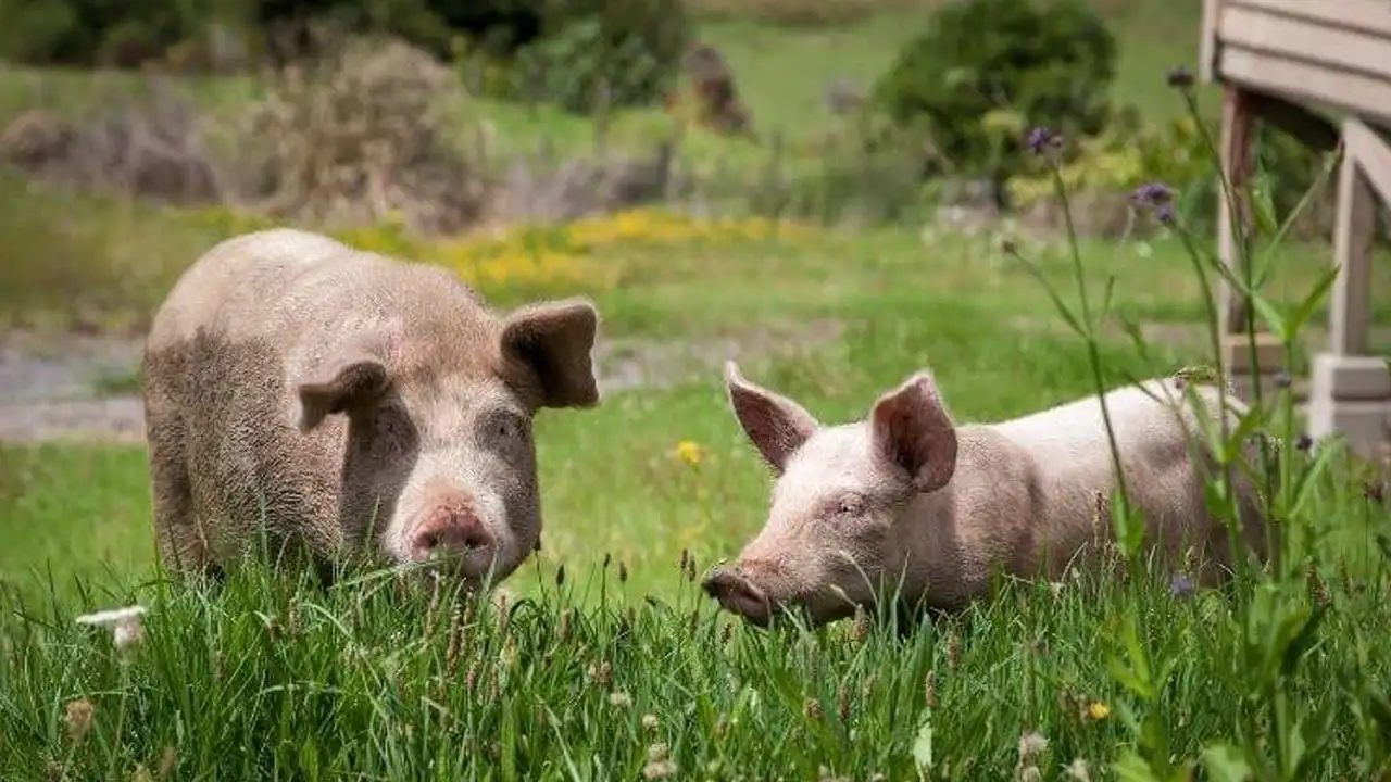 ruyada-domuz-gormek-ne-anlama-gelir