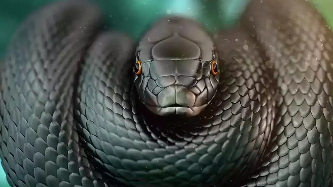 ruyada-siyah-yilan-gormek-ne-anlama-gelir