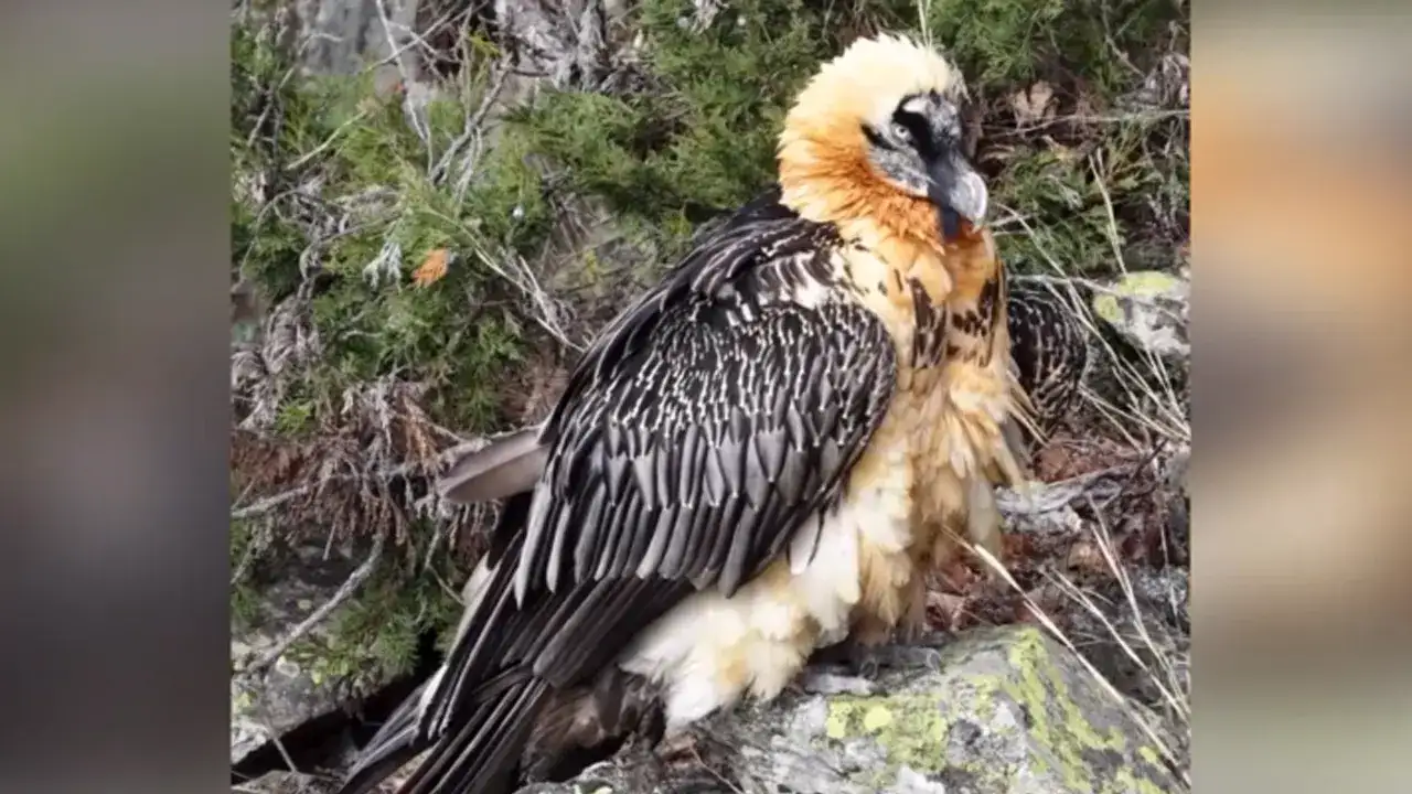 artvinde-dogaya-salinan-sakalli-akbaba-gps-ile-takip-ediliyor