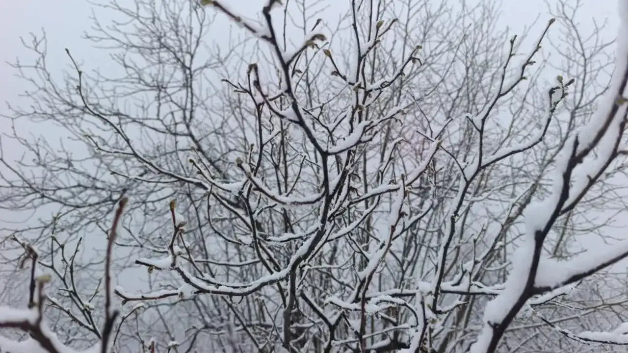 ordu-fatsada-kar-yagisi-findik-ureticisini-endiselendirdi