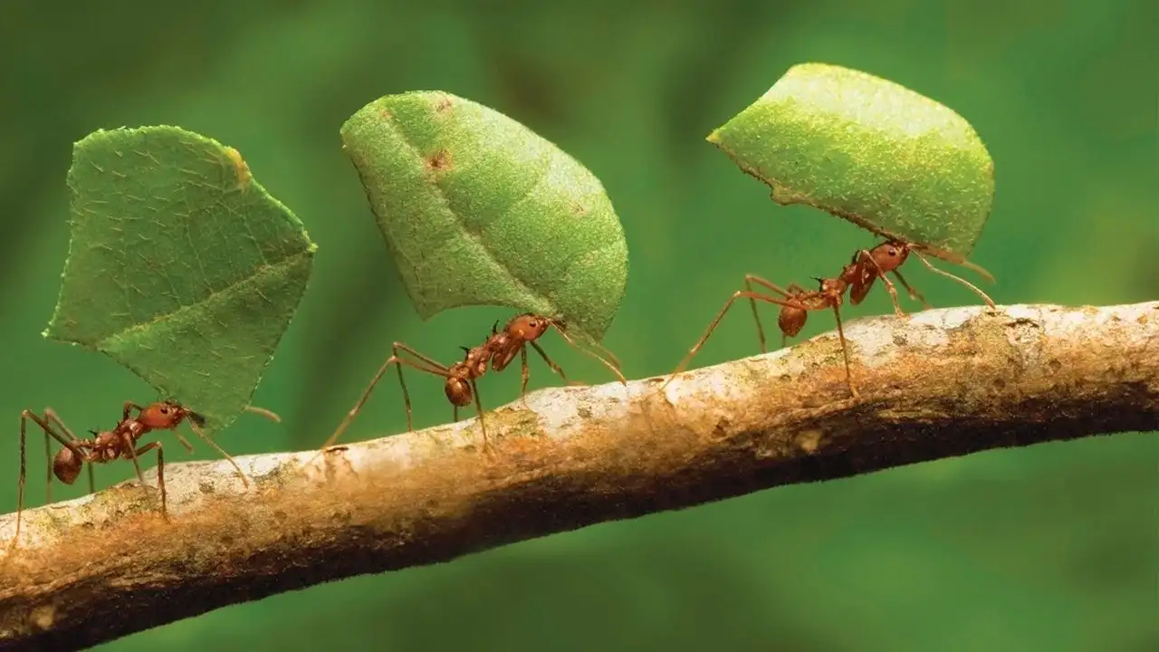 ruyada-karinca-gormek-ne-anlama-gelir-ne-demektir