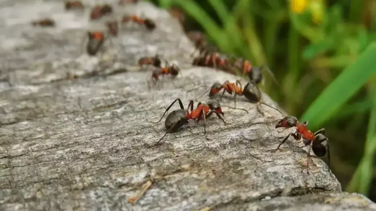ruyada-karinca-gormek-ne-anlama-gelir-ne-demektir