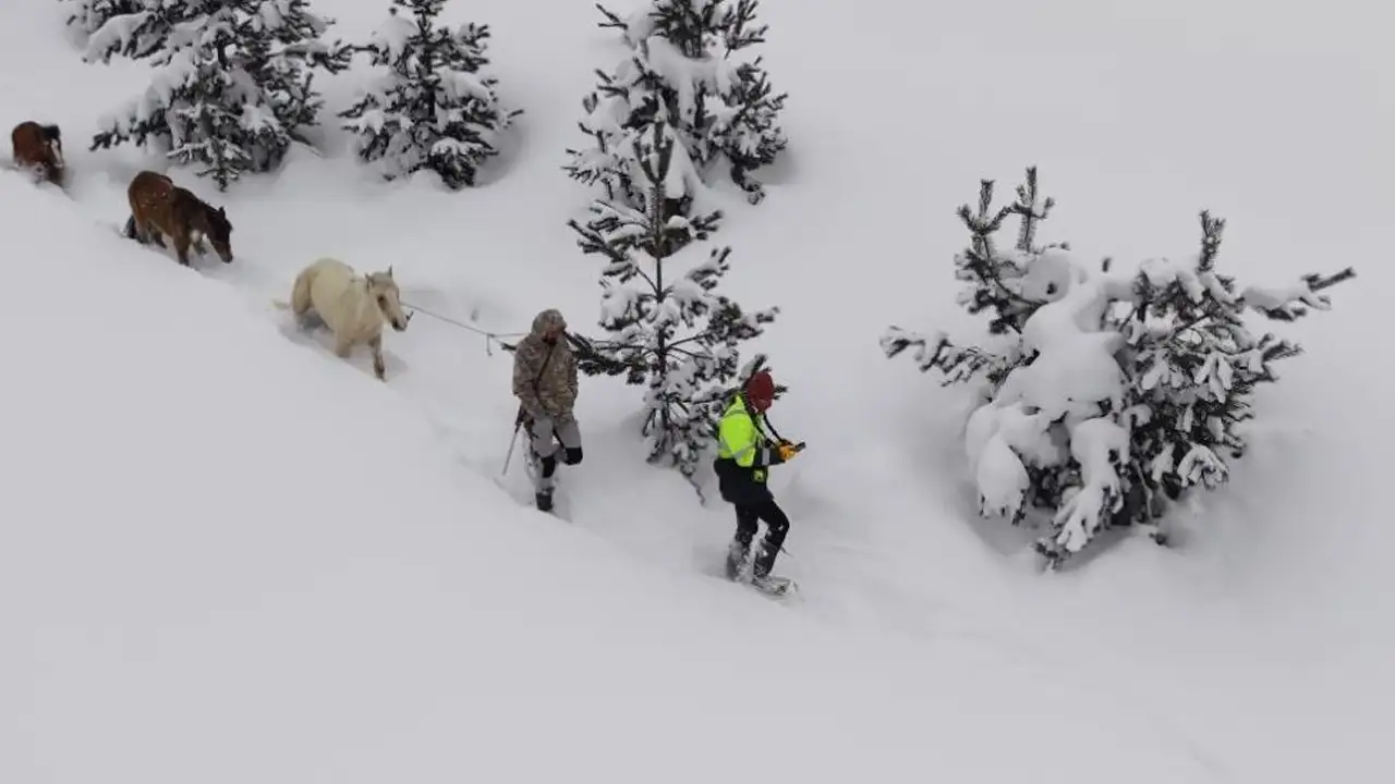 artvinde-3-aydir-kayip-olan-atlar-genclerin-cabasiyla-kurtarildi