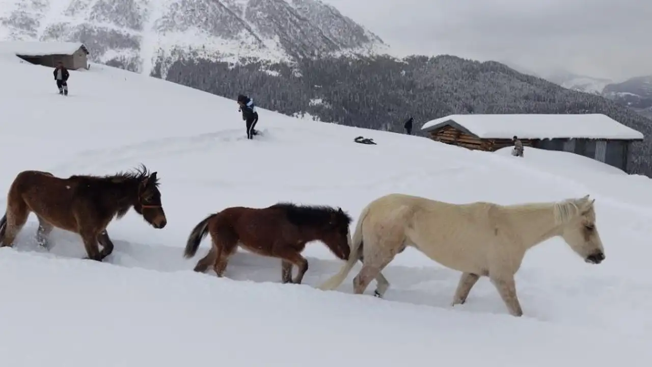 artvinde-3-aydir-kayip-olan-atlar-genclerin-cabasiyla-kurtarildi