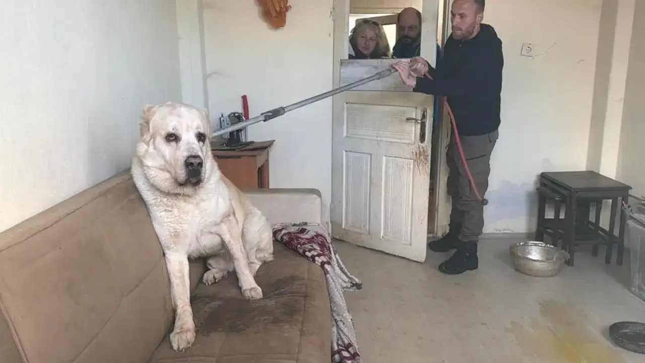 artvinde-evde-mahsur-kalan-12-hayvan-kurtarildi