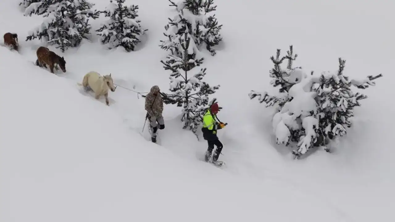 artvinde-genclerden-ornek-kurtarma-3-aydir-kayip-olan-atlari-kurtardilar