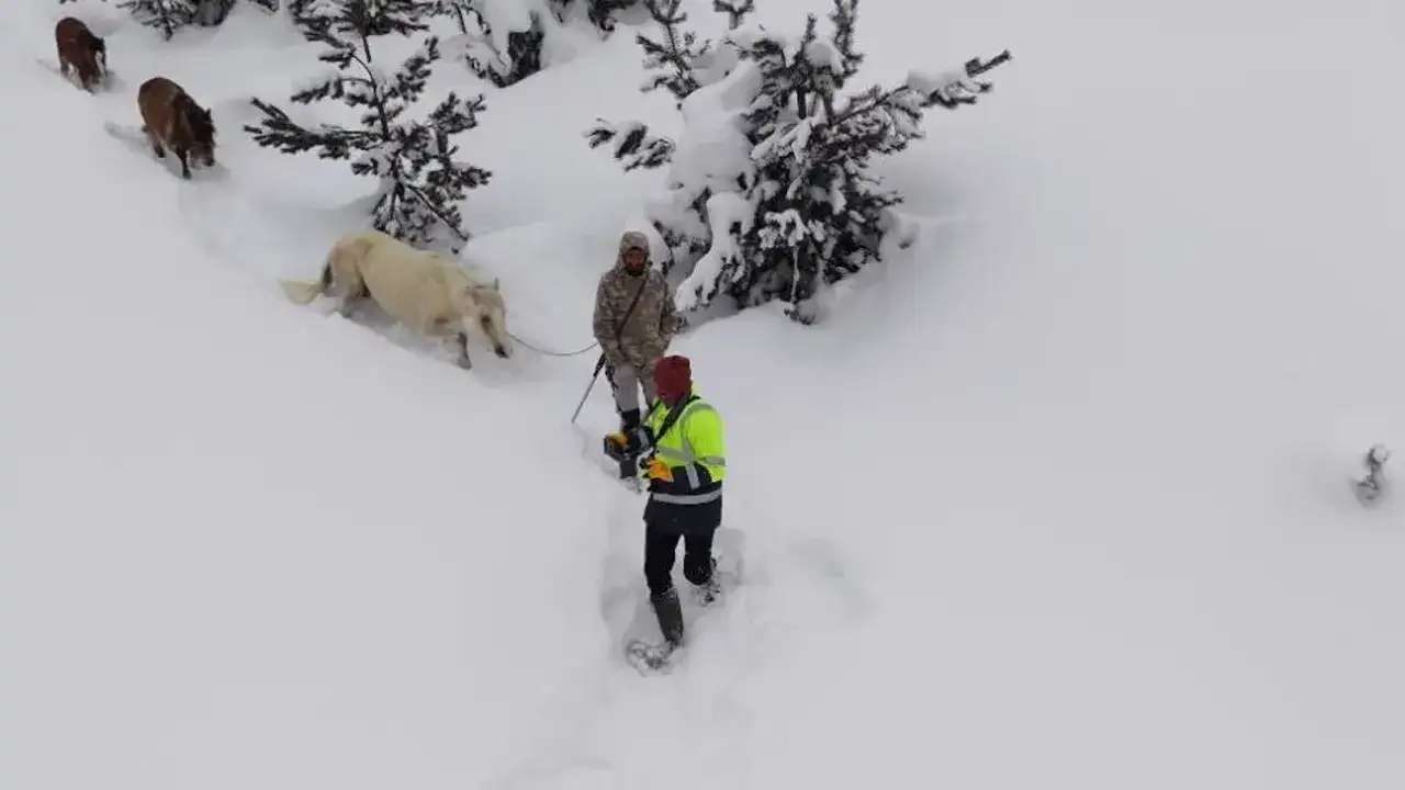 artvinde-genclerden-ornek-kurtarma-3-aydir-kayip-olan-atlari-kurtardilar