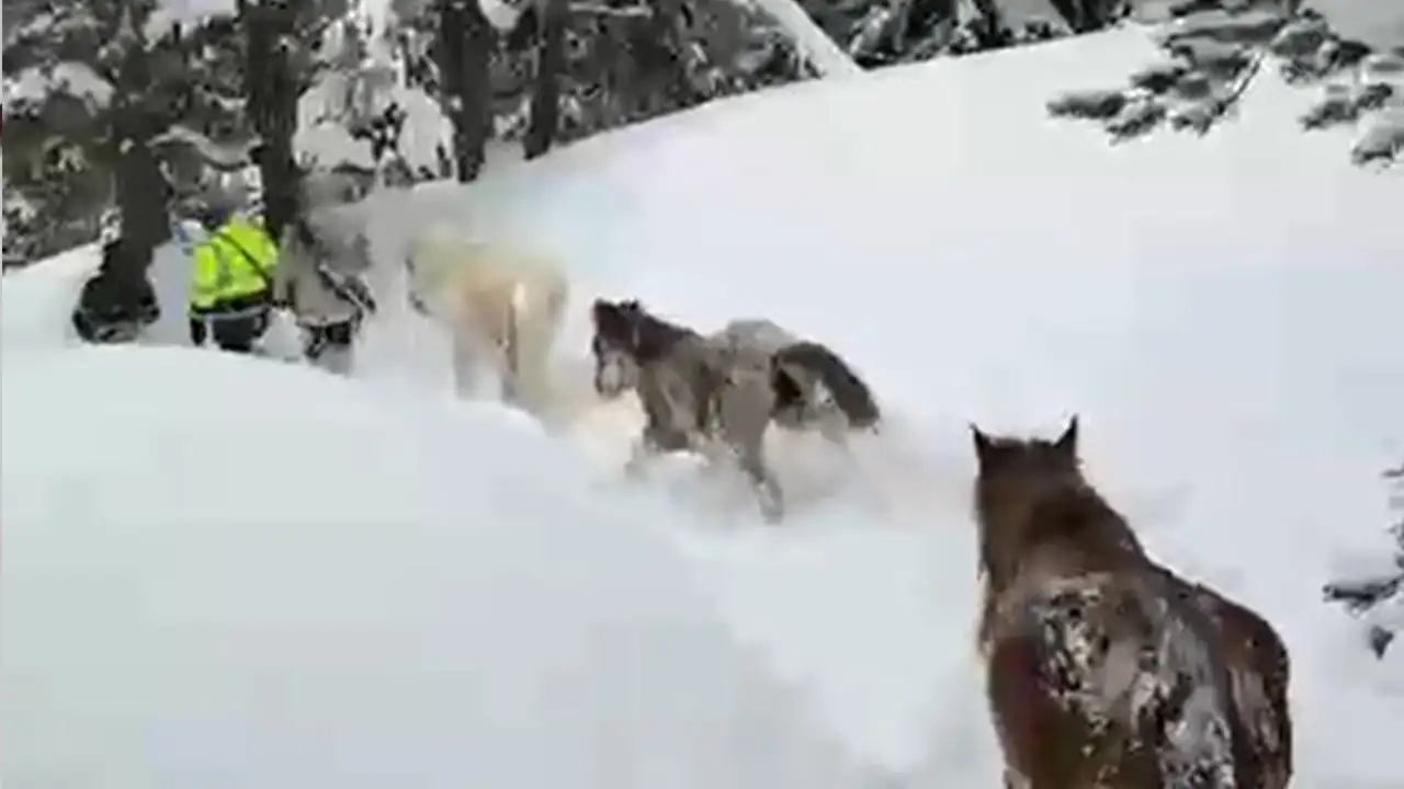 artvinde-kalan-kecileri