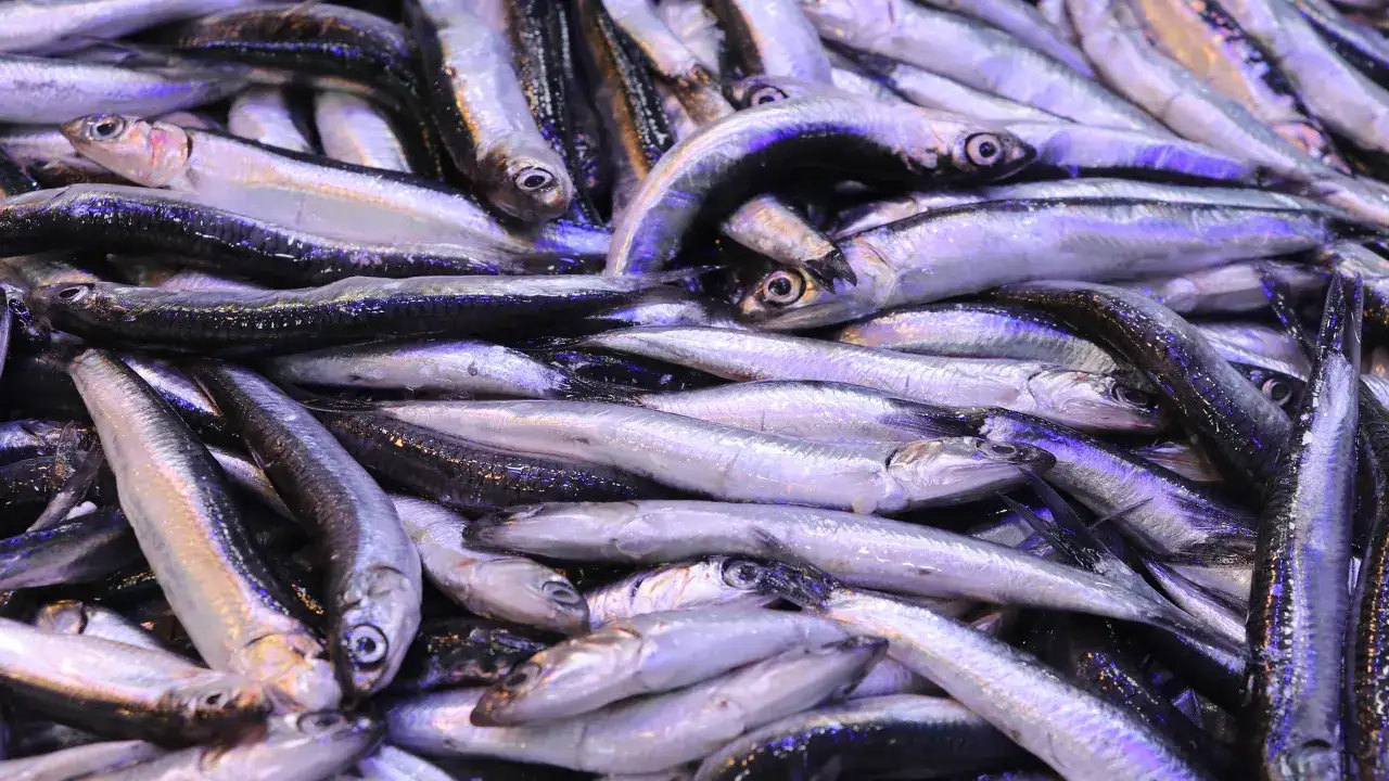 rizede-tezgahlarin-yildizi-hamsi-vatandas-ilk-onu-soruyor