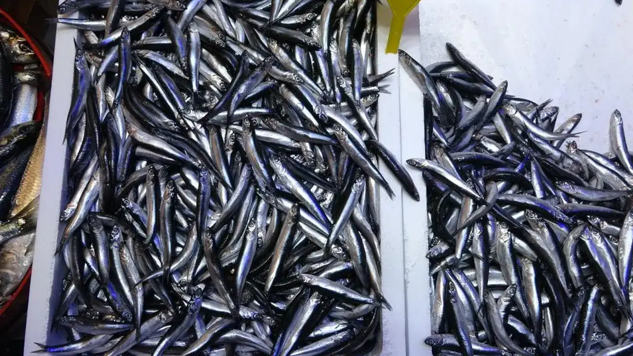 trabzonda-hamsi-ihracati-kazandirdi-iste-rakamlar