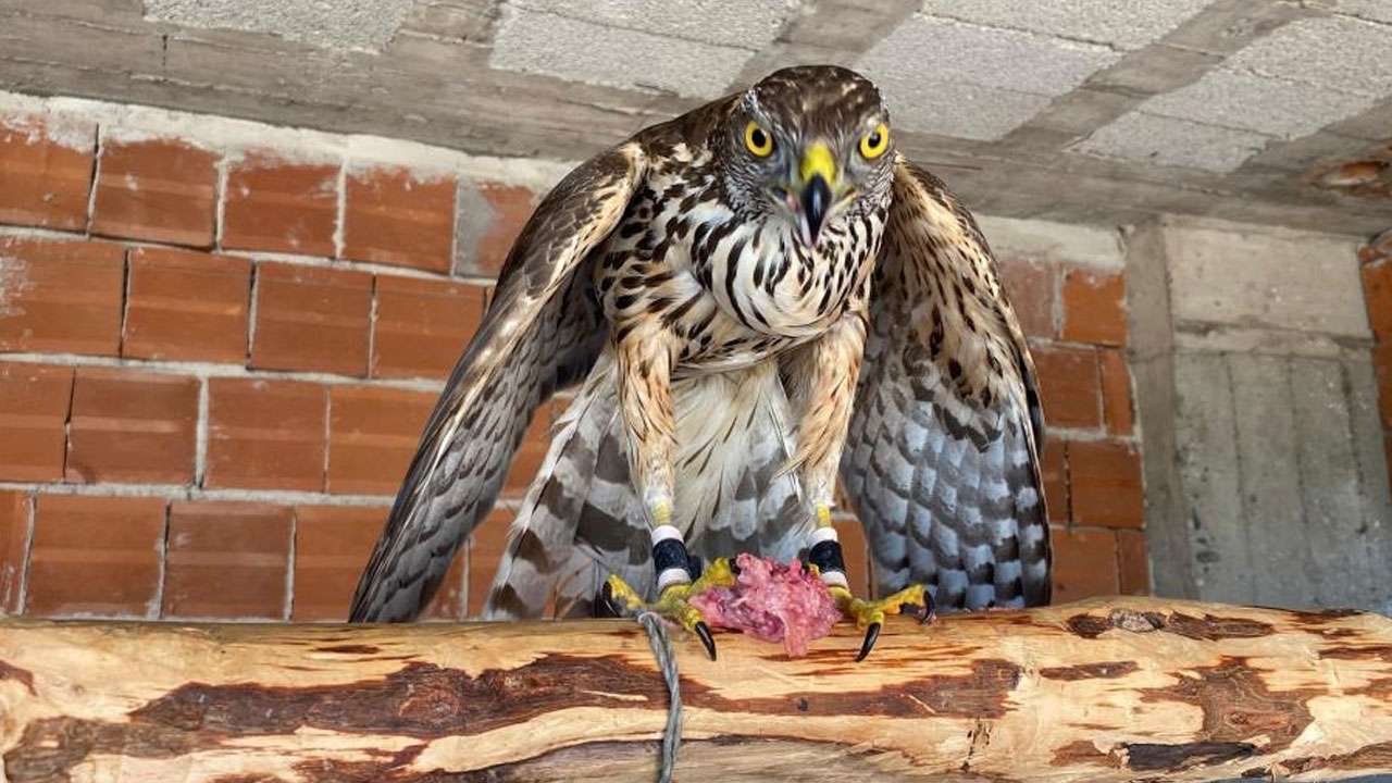 artvinnde-atmacacilik-gelenegi-icin-meclisten-onemli-adim