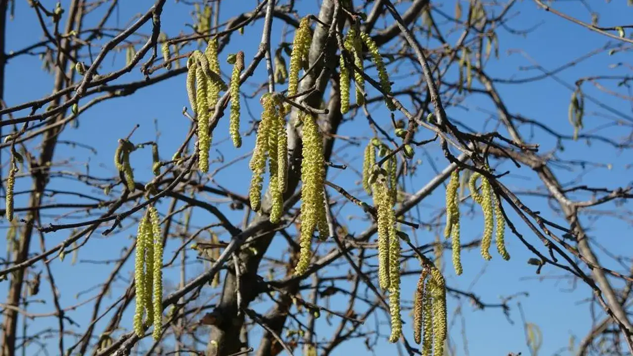 uzmandan-findik-ureticilerine-uyari-komsudan-duyma-bilgilerle-hareket-etmeyin