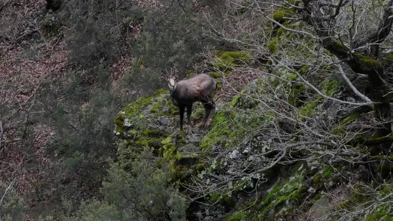 gumushanede-cengel-boynuzlu-kecilerin-buyuleyici-goruntuleri