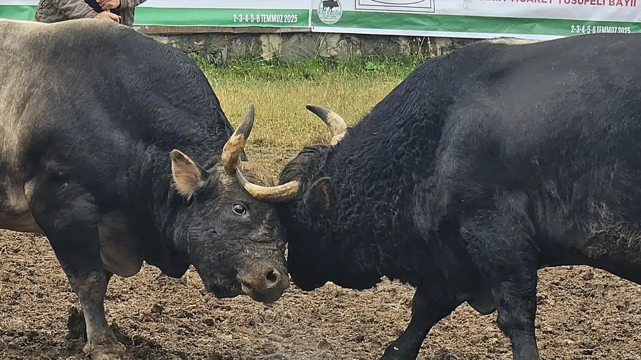 artvinde-boga-guresleri-heyecani-findik-ve-pekmezle-hazirlaniyorlar