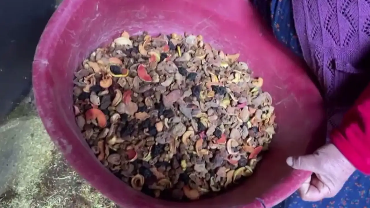 artvinde-boga-guresleri-heyecani-findik-ve-pekmezle-hazirlaniyorlar