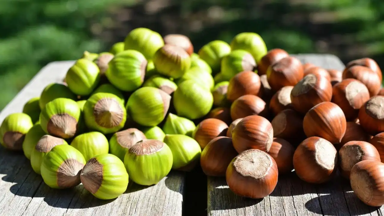 trabzonda-findik-fiyatlari-neden-degismiyor
