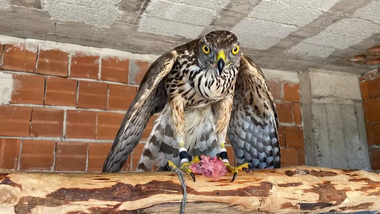 karadenizin-atmacacilari-arhavide-bulustu-yeni-duzenleme-konusuldu