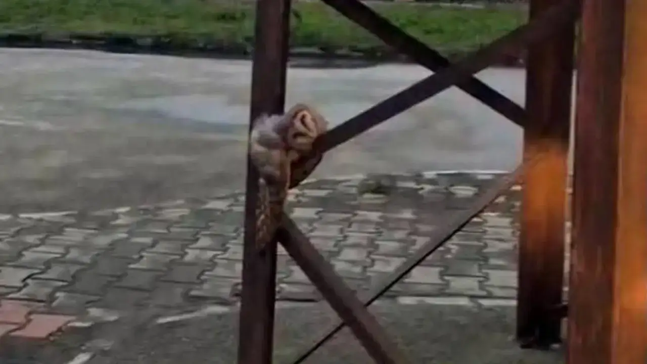 araklida-ilginc-anlar-direk-uzerinde-uyuyan-baykus-dikkat-cekti