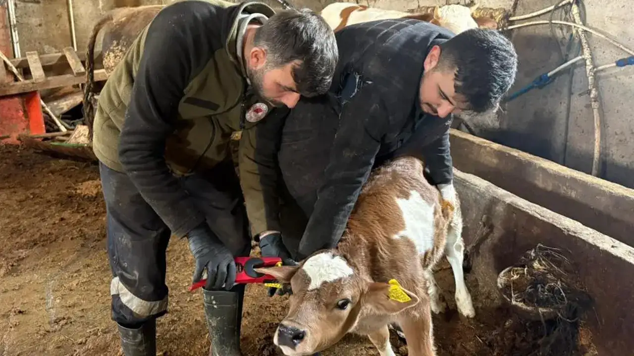 bayburtta-buyukbas-hayvanlara-asilama-ve-kupeleme-calismasi