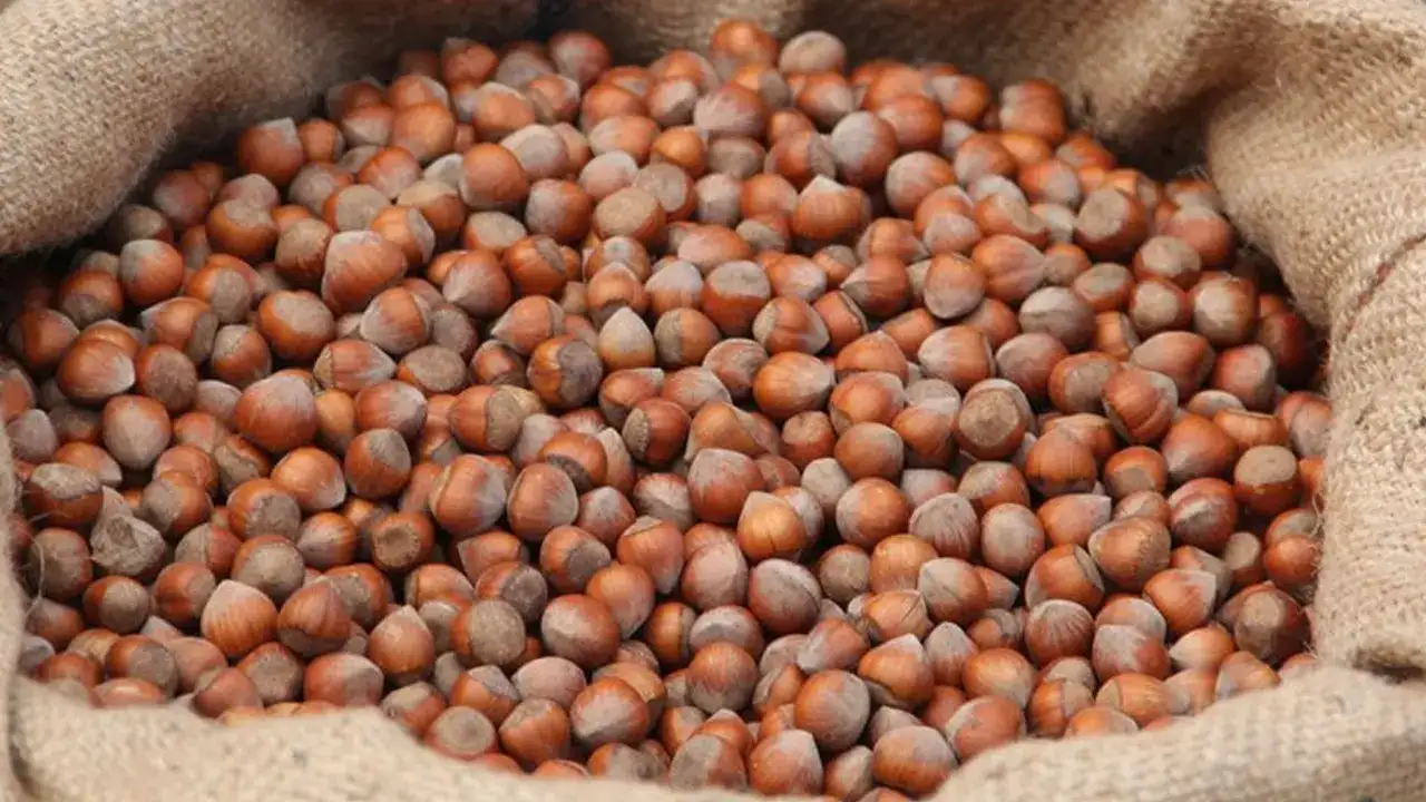 trabzonda-findik-fiyatlari-belli-oldu-iste-guncel-durum