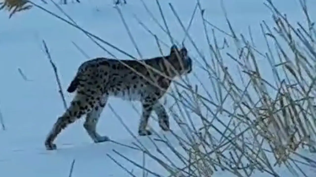 bayburtta-vasak-heyecani-karli-arazide-goruntulendi