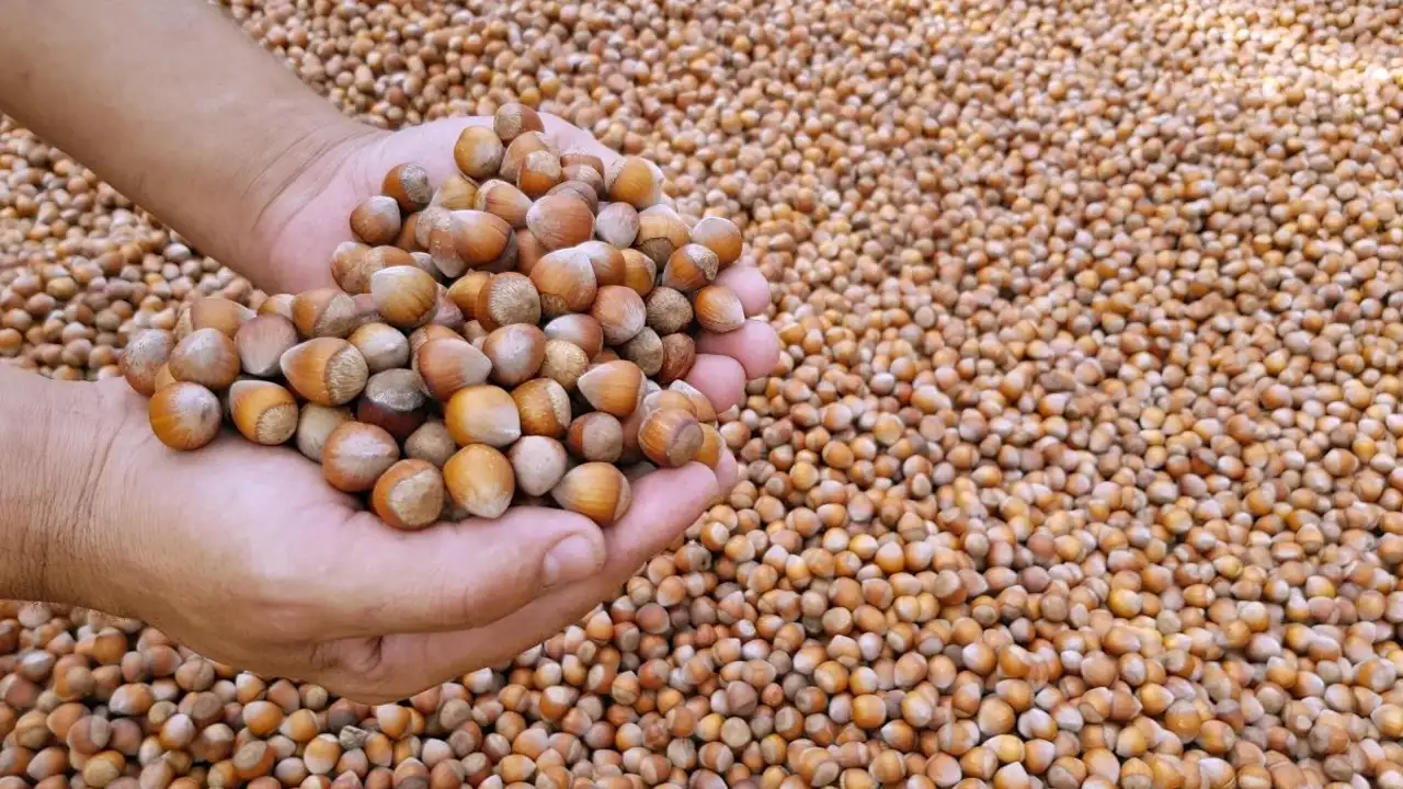 trabzon-ihracatinda-dikkat-ceken-degisim-ciddi-dusus-var