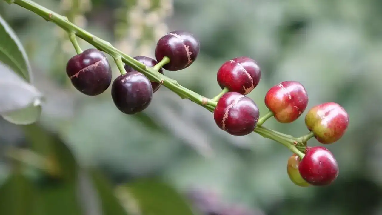 orduda-sasirtan-doga-olayi-karayemis-3-ay-erken-meyve-verdi