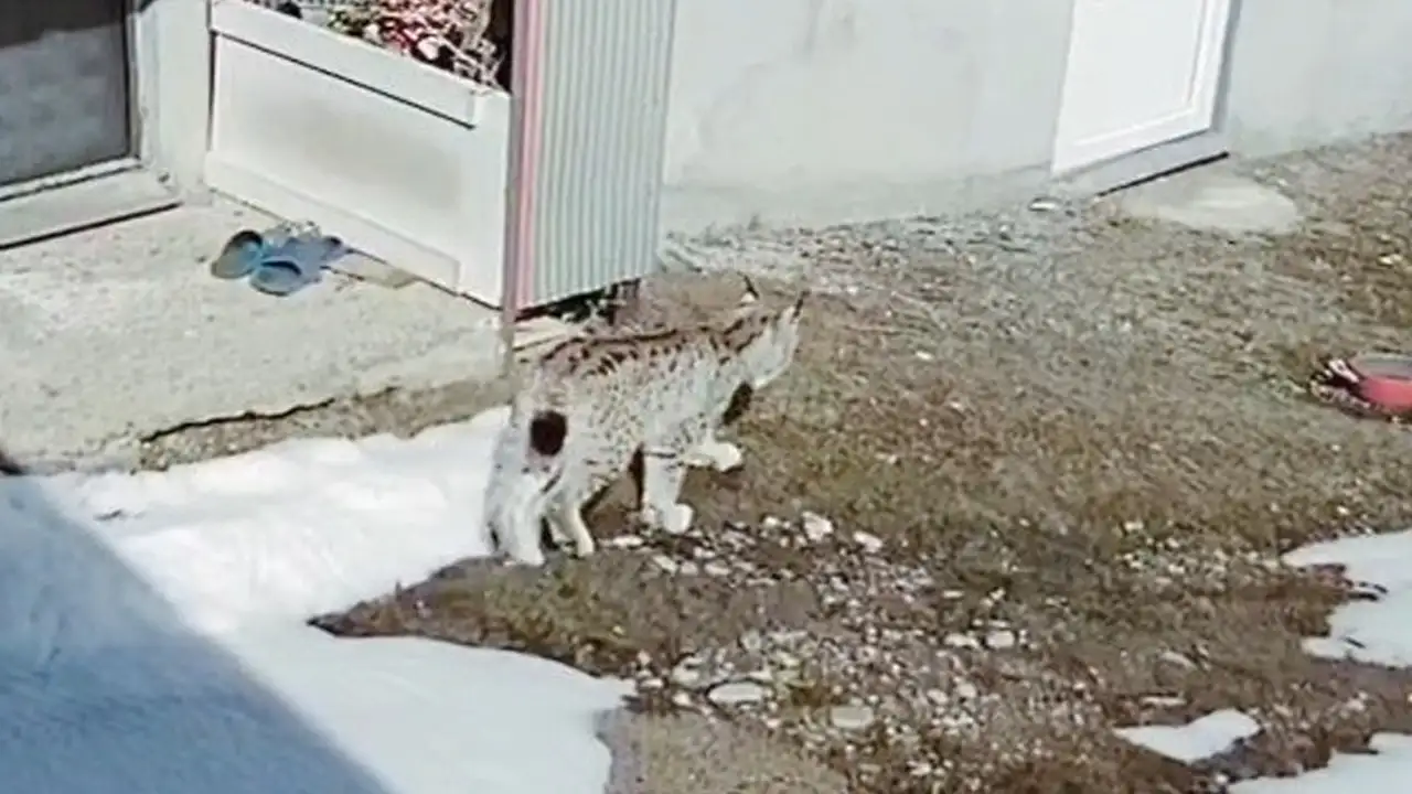 bayburtta-vasak-avi-kamerada-tavsani-boyle-yakaladi