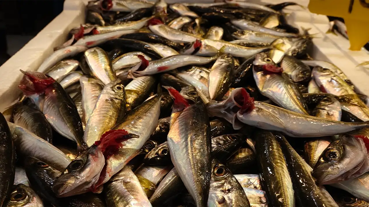 av-yasagi-oncesi-trabzonda-balik-tezgahlarinda-son-durum