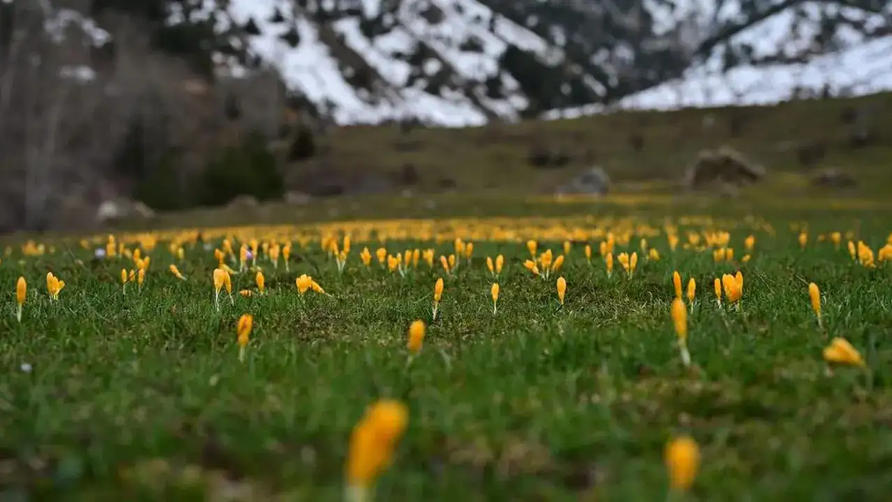 gumushanede-doga-soleni-cigdemler-vadeyi-renklendirdi