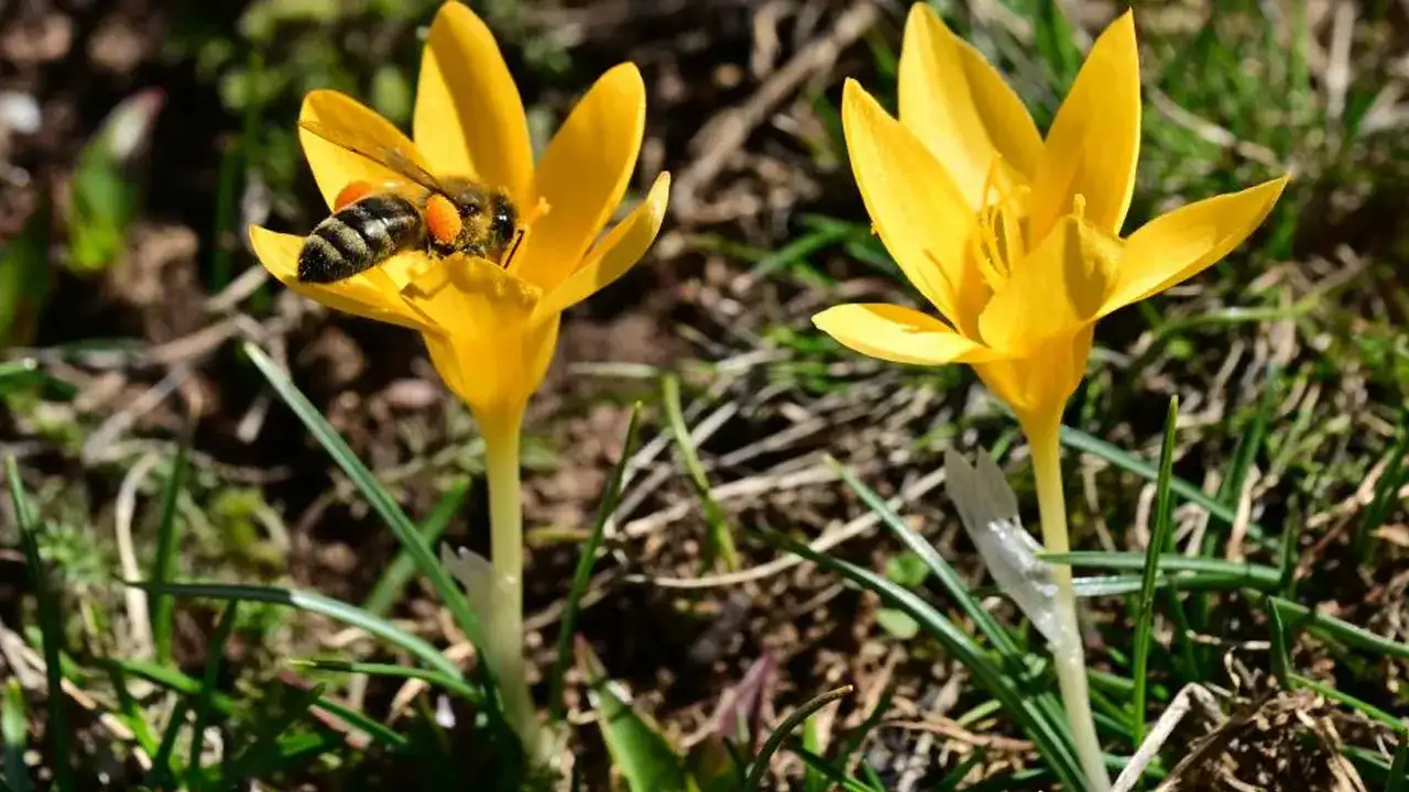 gumushanede-doga-soleni-cigdemler-vadeyi-renklendirdi