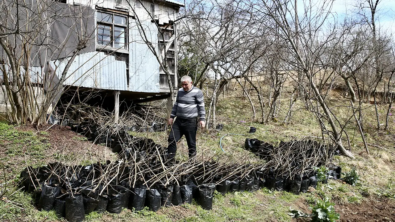 giresunda-1-yilda-3-bin-sertifikali-findik-fidani-uretildi