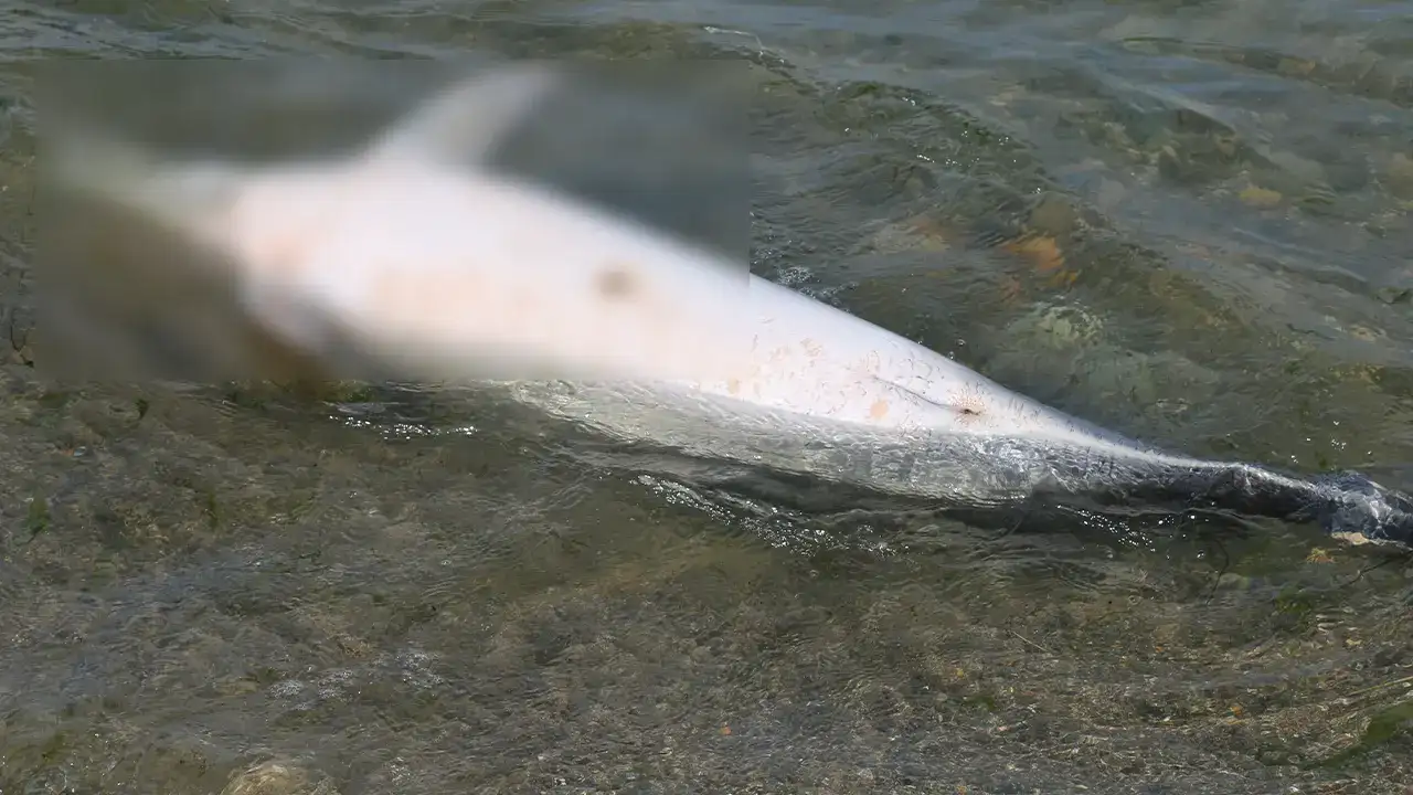 olu-yuns-sahile-urdu