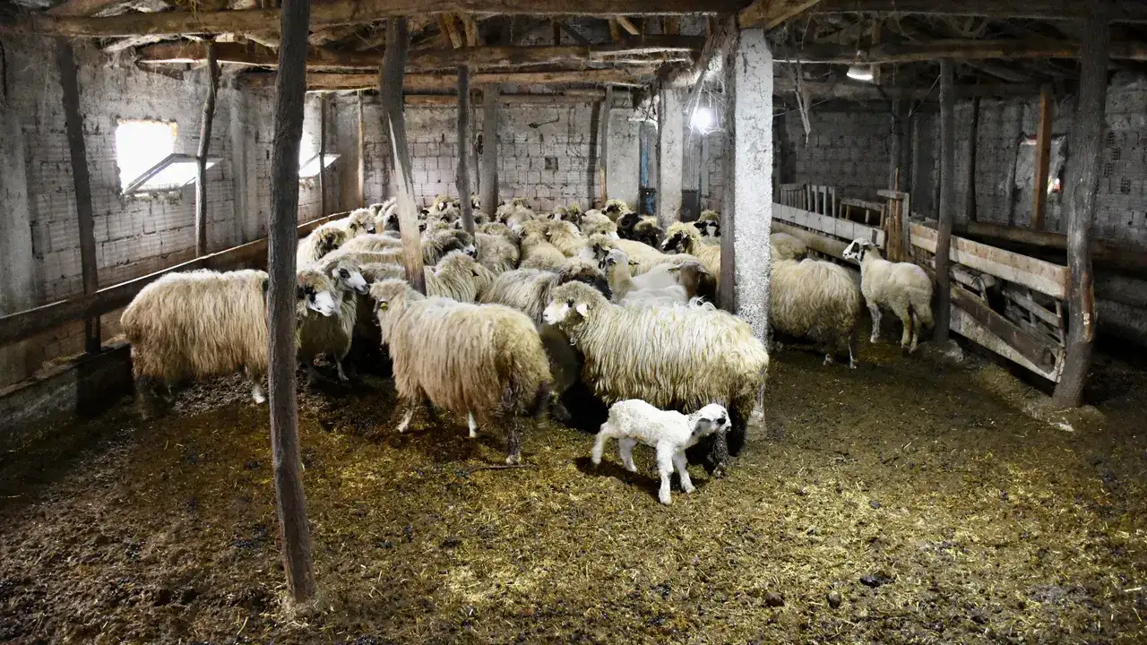 orduda-besici-basari-hikayesi-22-koyundan-yuzlere-ulasti