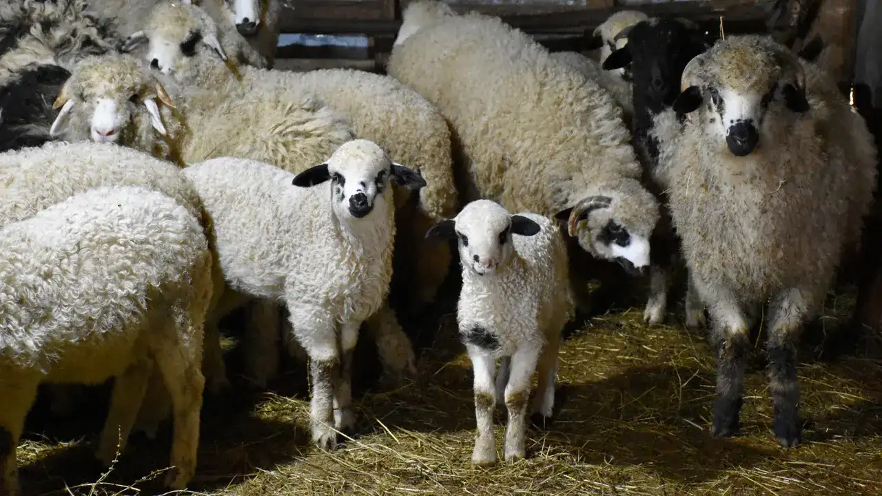 orduda-besici-basari-hikayesi-22-koyundan-yuzlere-ulasti