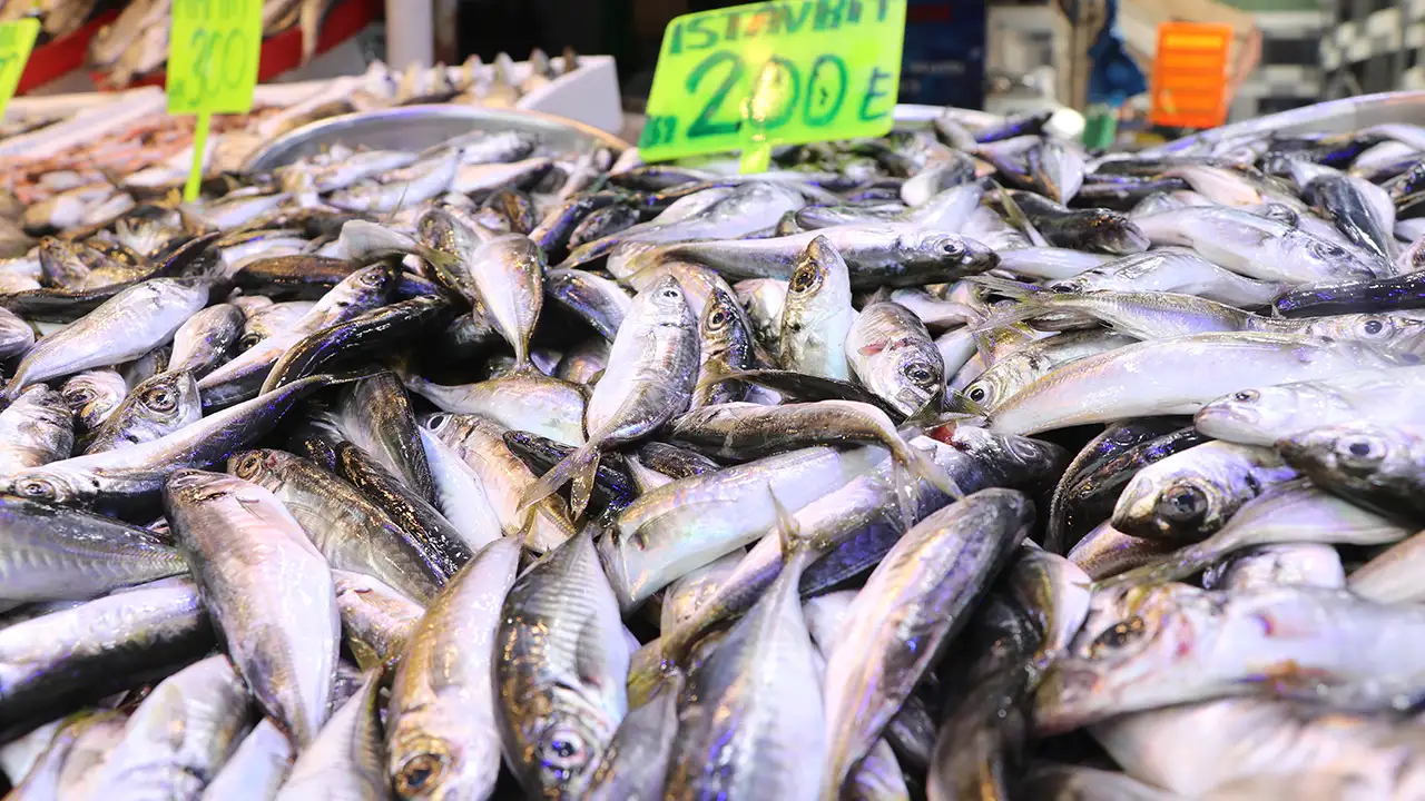 rizede-balik-sezonu-kapaniyor-istavrit-ve-somon-one-cikti