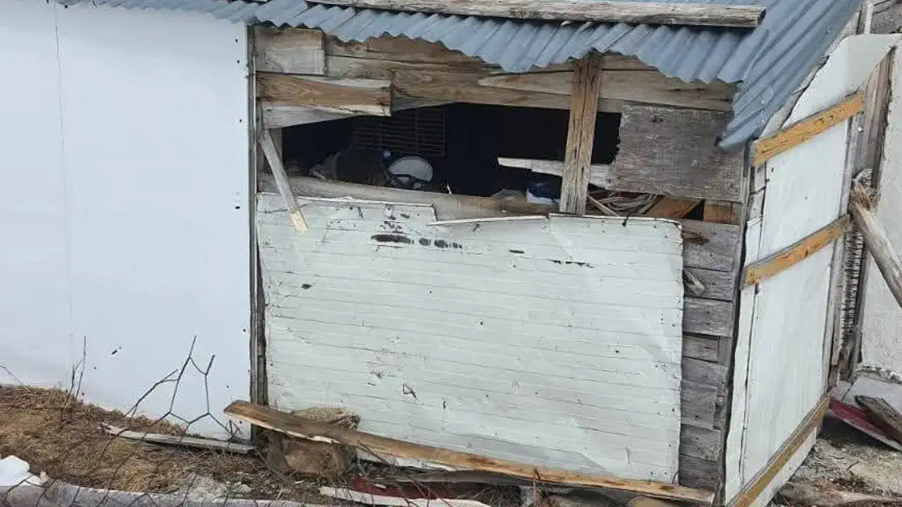 surmenede-kaydedilen-goruntuler-ayi-zararini-ortaya-koydu