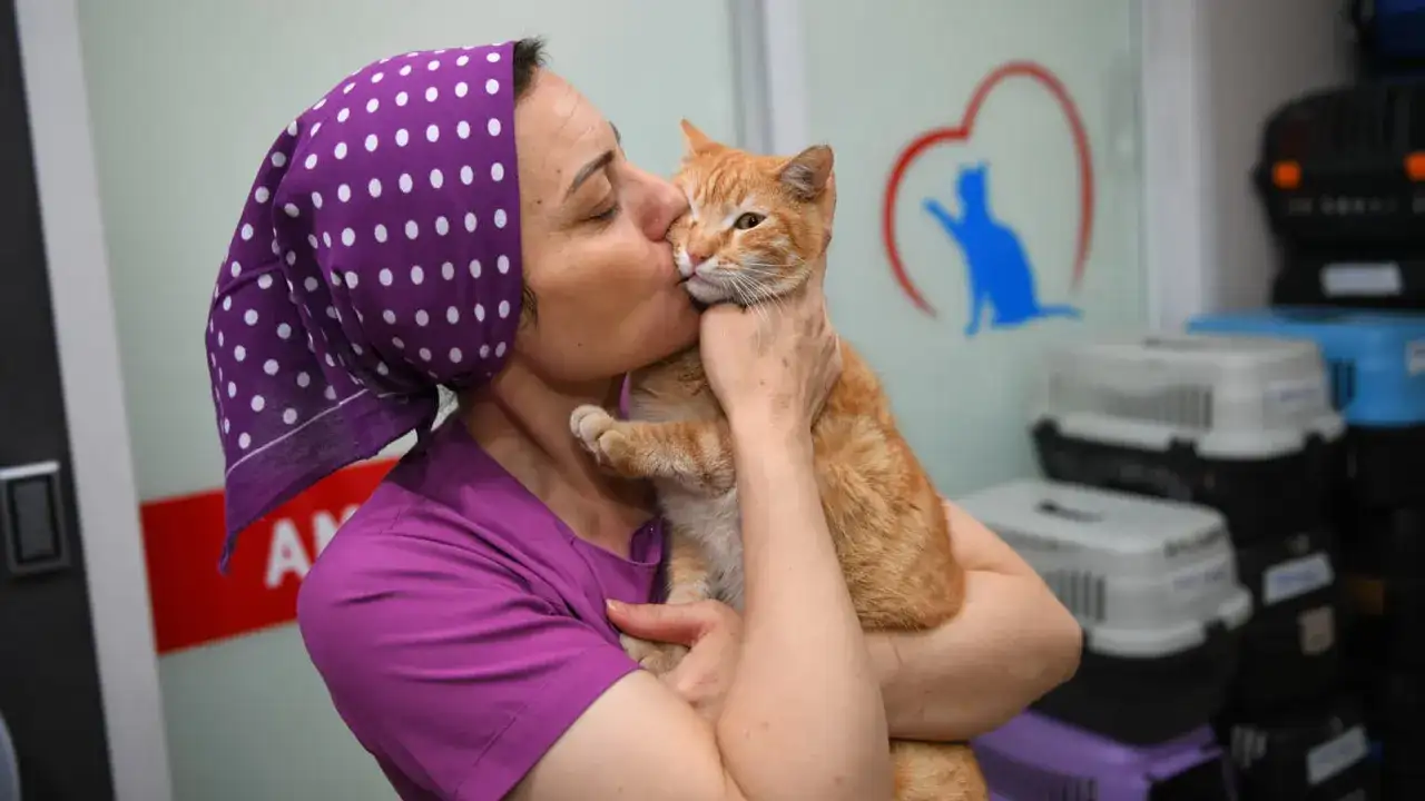 ortahisar-sokak-hayvanlari