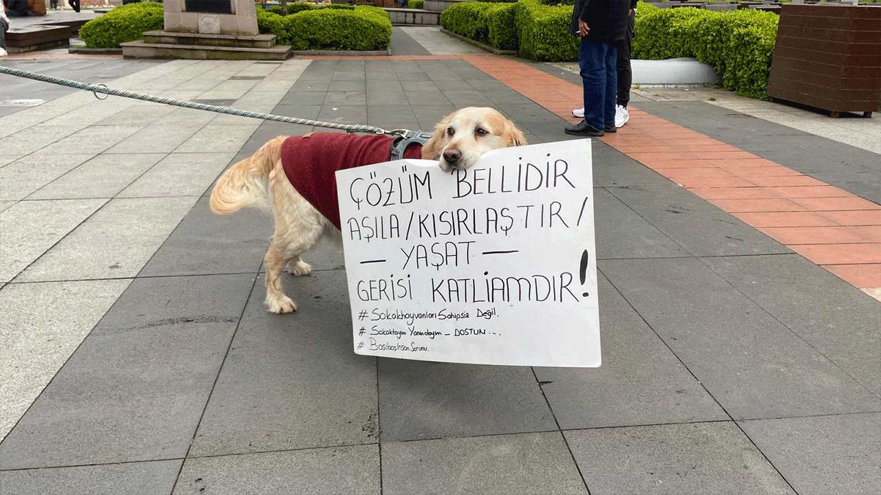 trabzonda-barinaklar-kisir-dongunun-kurbani