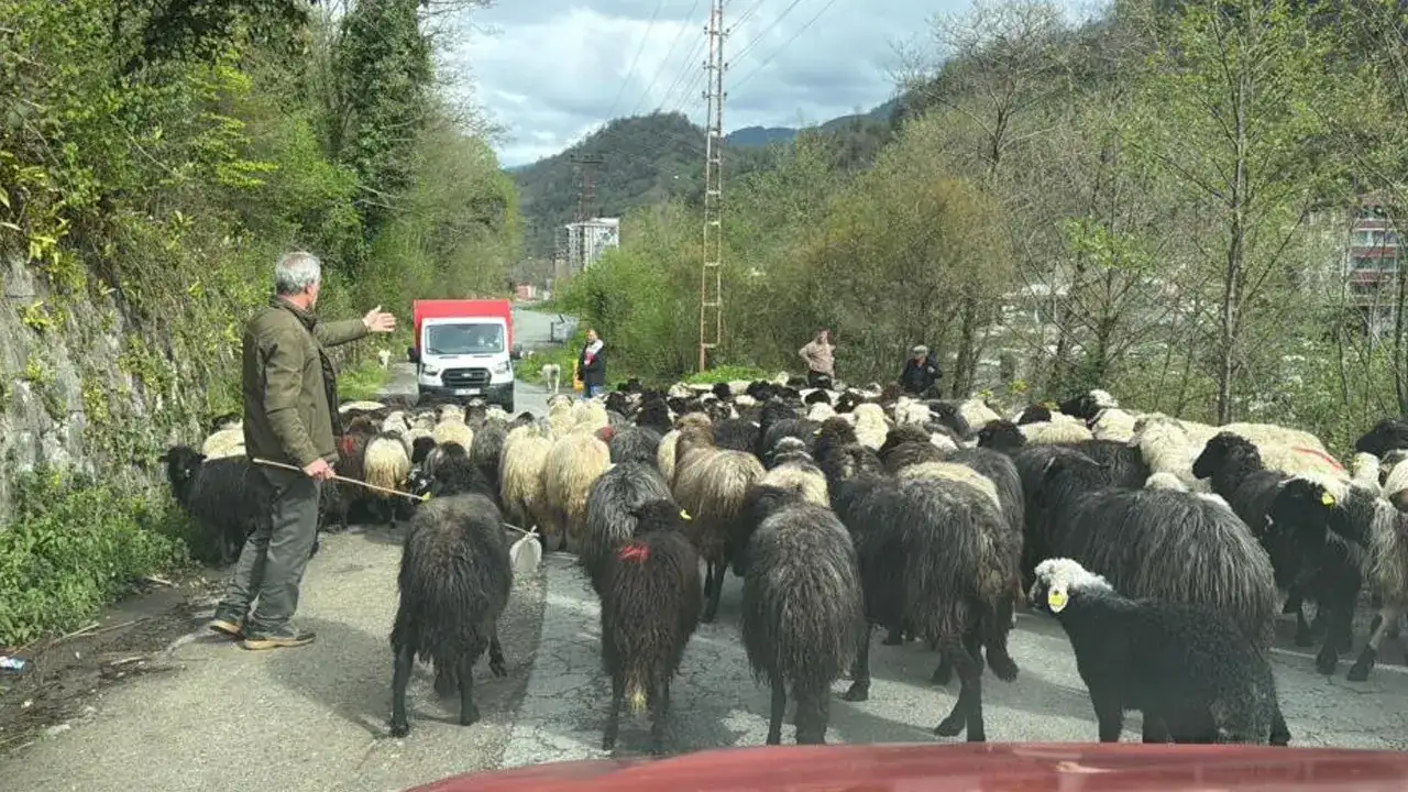 artvinde-2-ay-surecek-yayla-yolculugu-basladi