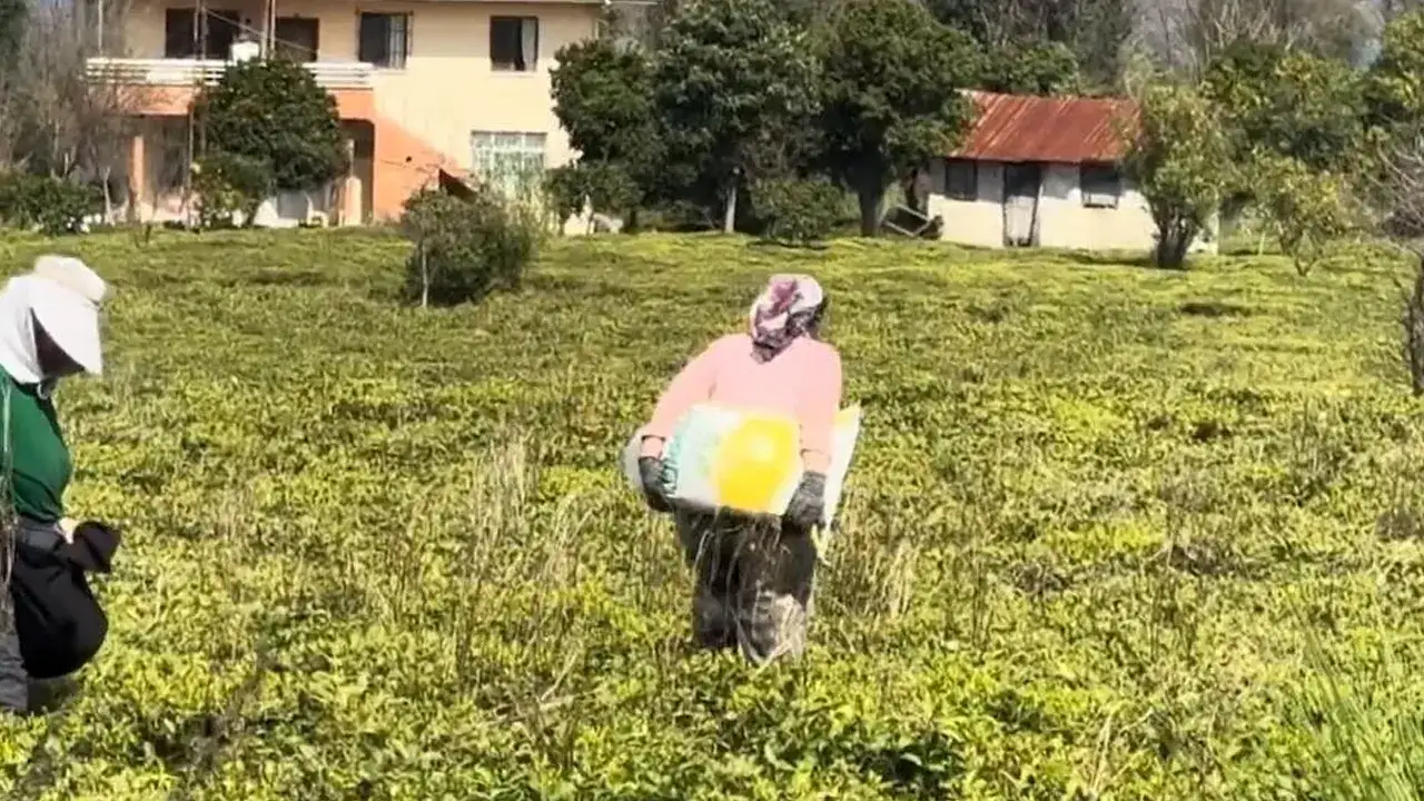 cay-ureticileri-yeni-sezon-icin-hazirliklarini-tamamladi