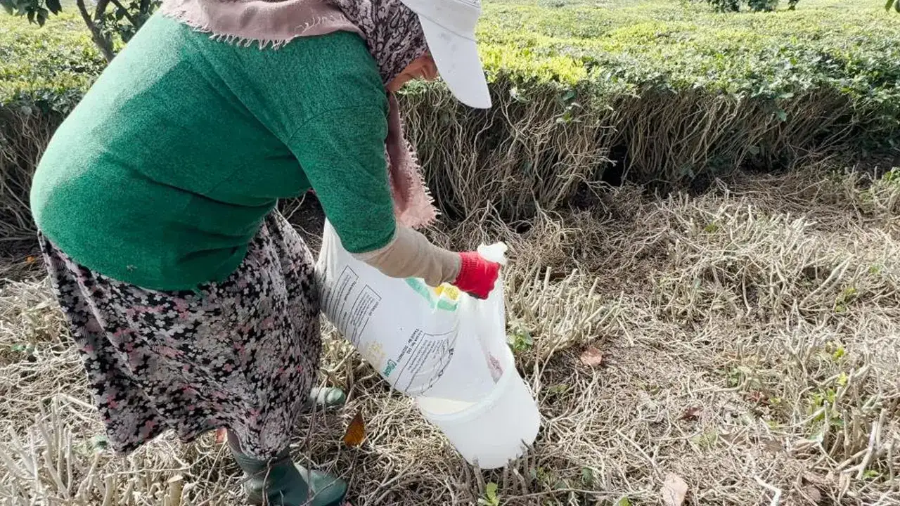 cay-ureticileri-yeni-sezon-icin-hazirliklarini-tamamladi