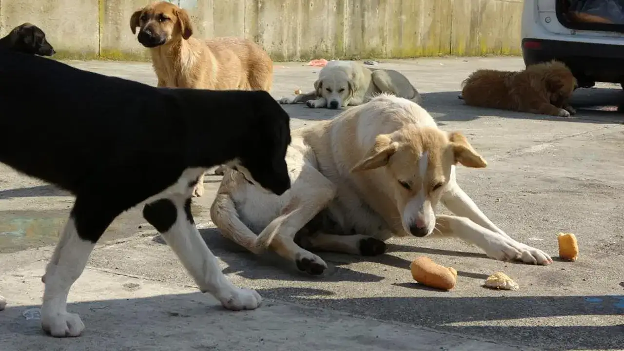 ordu-persembede-balikcidan-ornek-davranis-kopekleri-besliyor