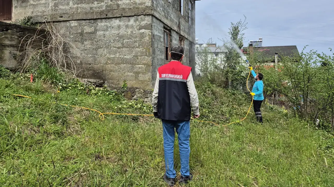 trabzonda-kahverengi-kokarcaya-karsi-mucadele-suruyor