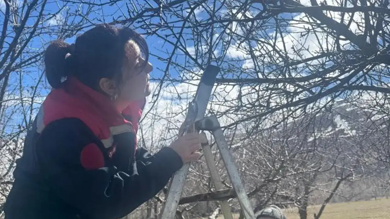 aydintepede-meyve-bahcelerinde-budama-calismasi