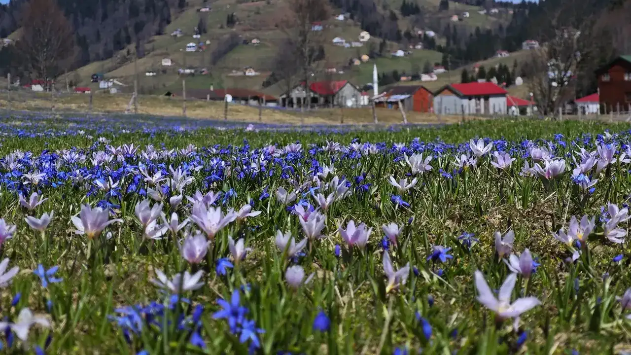 kadiralak-yaylasinda-mavi-yildiz-cicekleri-acti