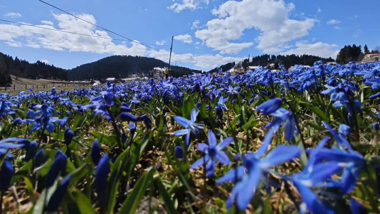 kadiralak-yaylasinda-mavi-yildiz-cicekleri-acti