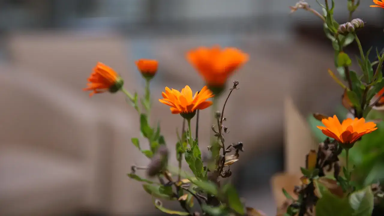 rizede-sus-bitkileri-zirvesi-basladi