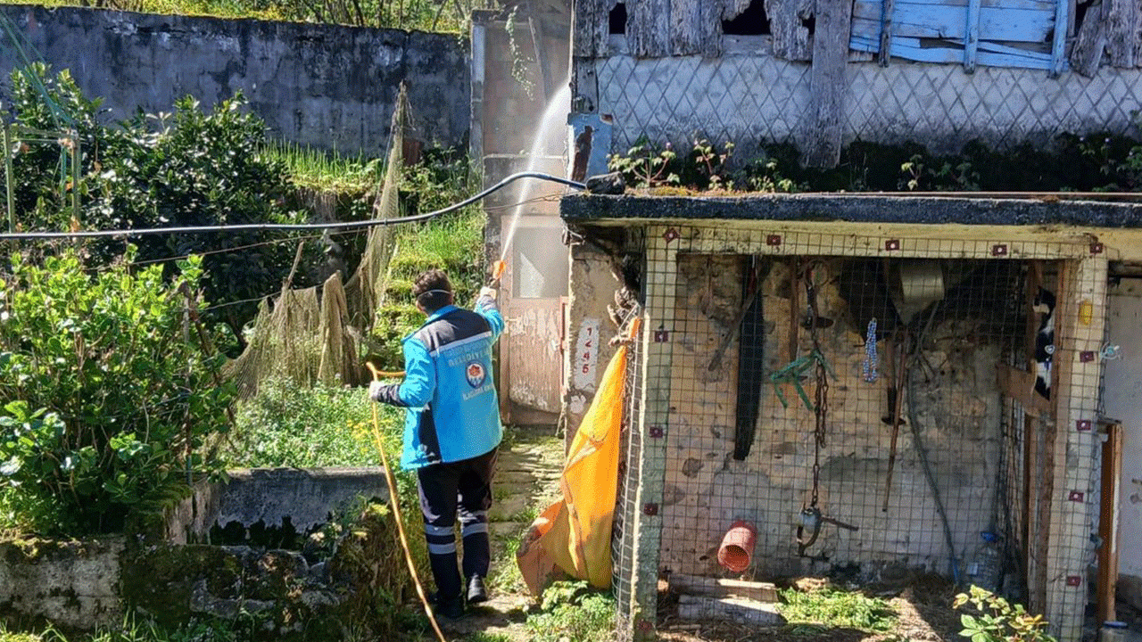 trabzonda-kokarca-ile-mucadele-suruyor